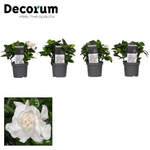 Гардения Jasminoides ф9 см h15-20 см - Цъфтящи