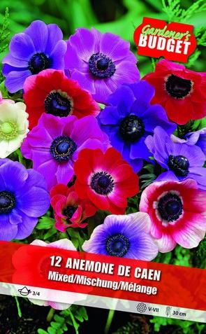 Anemone The Caen 3/4-  BG-866H_0022 - Външни растения