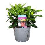 Гардения Jasminoides ф12 см h25-30 см