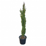 Купресус Semprevirens Totem 20 л 1.50 - 1.75 cm