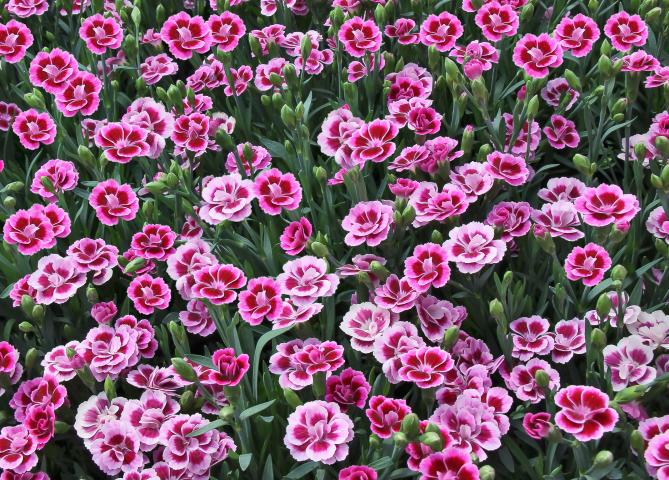 PinkKisses_Blueten - Пролетни балконски цветя
