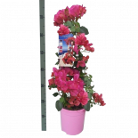 Бугенвилеа Dania pink Ф17см, H70см
