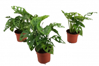 Монстера Monkey Leaf ф12 см h25-35 см