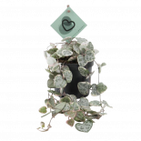 Пълзящо сърце Variegata ф8.5 см h20 см