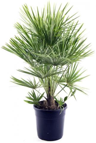 Палма Chamaerops  humilis Ф22 - Други външни растения