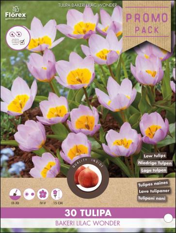 Луковици Лале Bakeri Lilac Wonder 30 бр. - Лалета