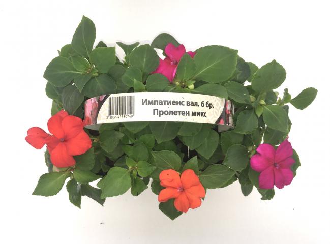 impatiens_wall - Пролетни балконски цветя