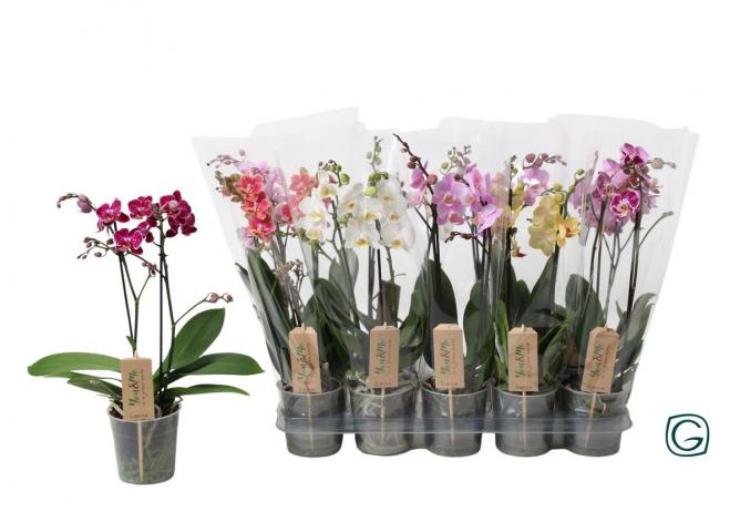 Орхидея Фаленопсис Multiflora-Mix ф12 см h38-55 см - Орхидеи
