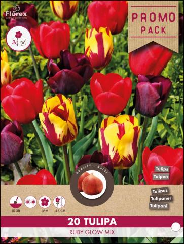 Луковици Лале Ruby Glow mix 20бр. - Лалета