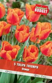 Луковици Budget Garden, снимка 14 - Външни растения