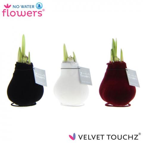 Хипеаструм Velvet Touchz 15 см - Цъфтящи