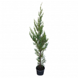 Купресокипарис Leylandii 3л H80-120 см