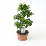 Фикус Ginseng ф22 см h60-65 см