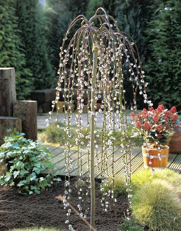 Мини върба Salix Pendula K5 120-140 см, снимка 3 - Листопадни храсти и дървета
