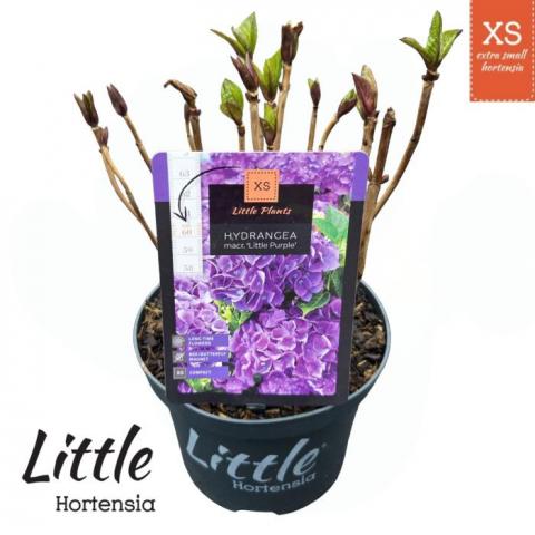 Хортензия Macrоphylla Little Purple ф17 см H30 см лилава - Пролетни балконски цветя