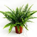 Нефролепсис Green Lady ф12 см h35 см