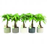 Пахира Aquatica Classic Stone в керамична саксия ф14 см h50-55 см