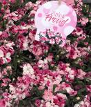 Карамфил Pink and proud  ф10.5 см