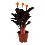 Калатея Crocata ф14 см h40 см