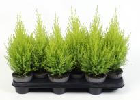 Купресус Goldcrest Wilma ф10.5 см H40 см