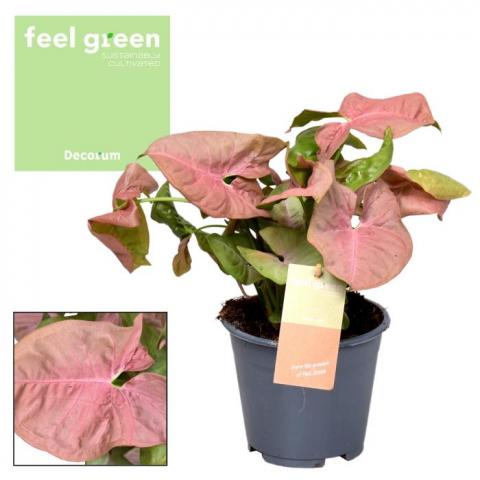 Сингониум Red Heart Feel Green ф14 см h30 см - Цъфтящи