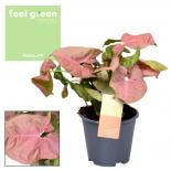 Сингониум Red Heart Feel Green ф14 см h30 см