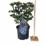 Хортензия BS Blue ф23 см H45 см