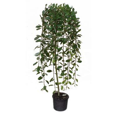 Мини върба Salix Pendula K3 100 см - Листопадни храсти и дървета