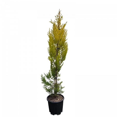 Купресокипарис Macrocarpa Gold Cres 70-80 см 3 л - Иглолистни храсти и дървета