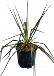 Юка Filamentosa Variegata 3 л