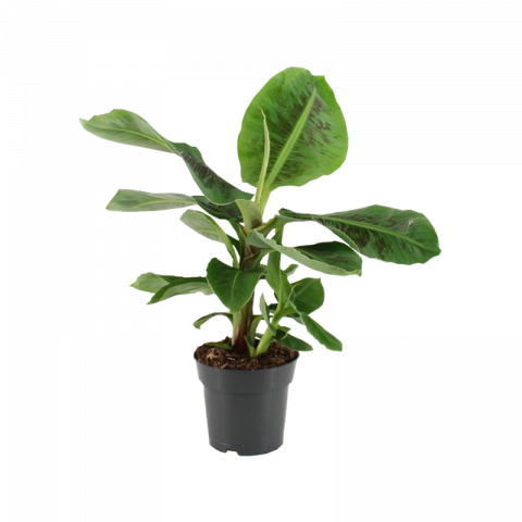Муза Банан Oriental Dwarf ф17 см h50-60 см - Зеленолистни
