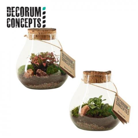 Терариум аранжировка Halley 16 см - Зеленолистни
