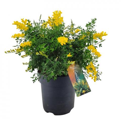 Гениста Cytisus b17 см H45 см - Листопадни храсти и дървета