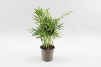 Хамедорея Elegans ф9 см h30 см