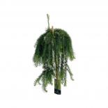 Ларикс Kaempferi Stiff Weeper ф27 см h140-150 см