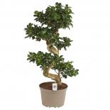 Фикус micr. Ginseng ф24 см h80 см