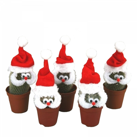 Кактус Santa ф6.5 см - Кактуси и сукуленти