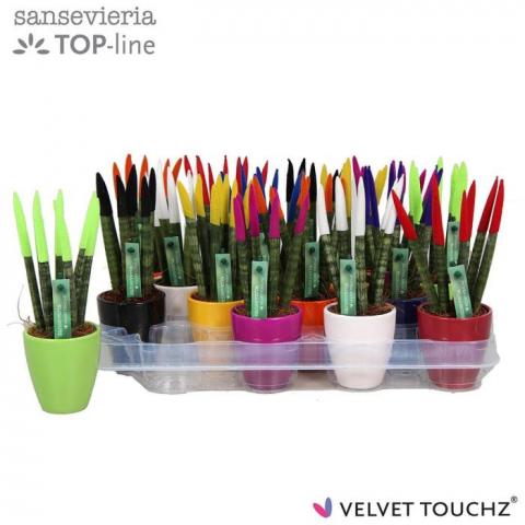 Сансевиера Velvet Touch ф6 см h18 см - Зеленолистни