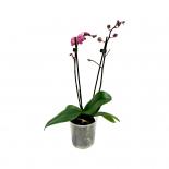 Орхидея Phalaenopsis ф9 см h25-35 см