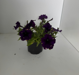 Каскадна петуния Ф10.5см