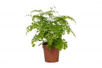 Адиантум Fragrans ф12 см h35 см