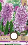 Луковици Зюмбюл Splendid Cornelia 5бр.