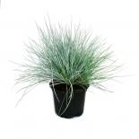 Трева Festuca glauca Blue Select Ф12 см