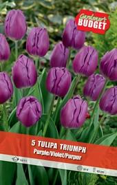 Луковици Budget Garden, снимка 17 - Външни растения