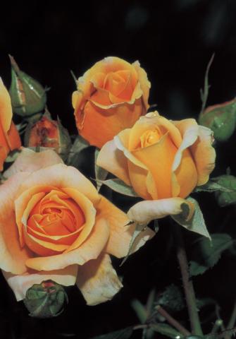 Японска роза Polyantha 2л, микс - Външни растения
