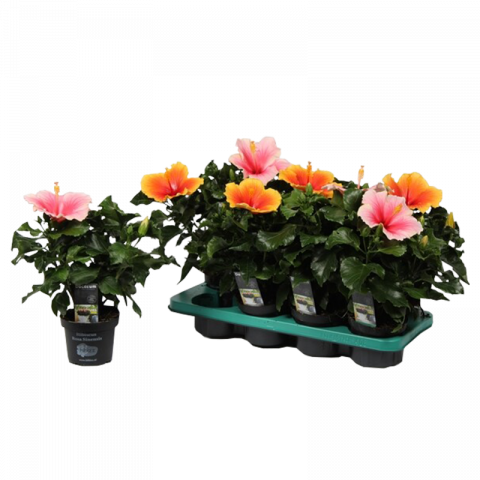Хибискус Rosa-Sinensis Tutti Frutti mix ф13 см h35 см - Цъфтящи