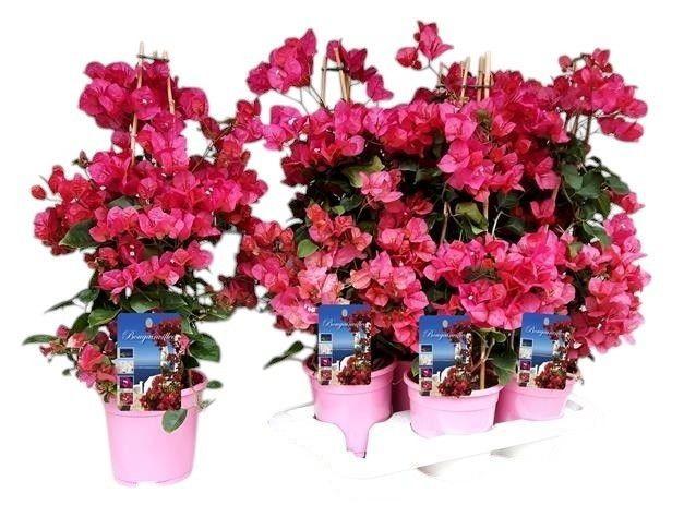 Бугенвилеа Dania pink Ф17см, H70см, снимка 2 - Средиземноморски растения