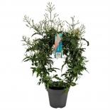 Жасмин Polyanthum ф12 см h45 см