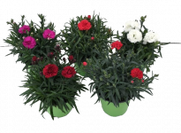 Карамфил  Ф12