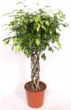 Фикус Exotica ф30 см h140 см